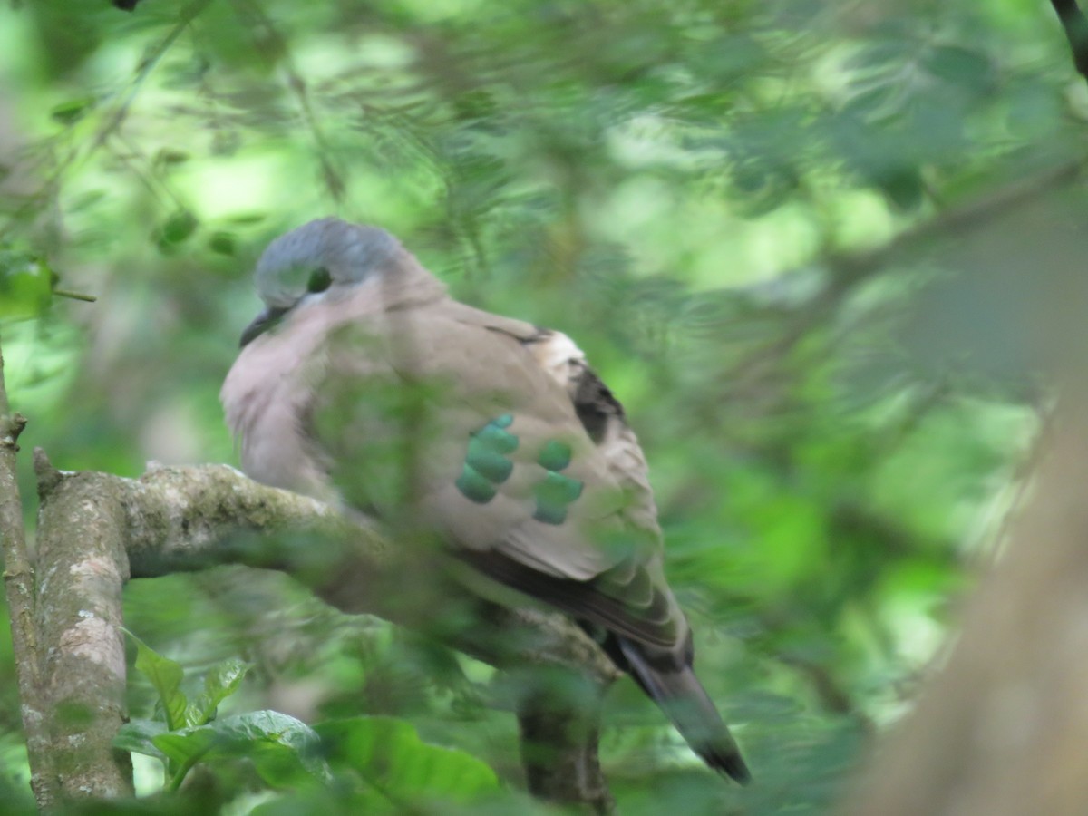 Emerald-spotted Wood-Dove - ML170148811