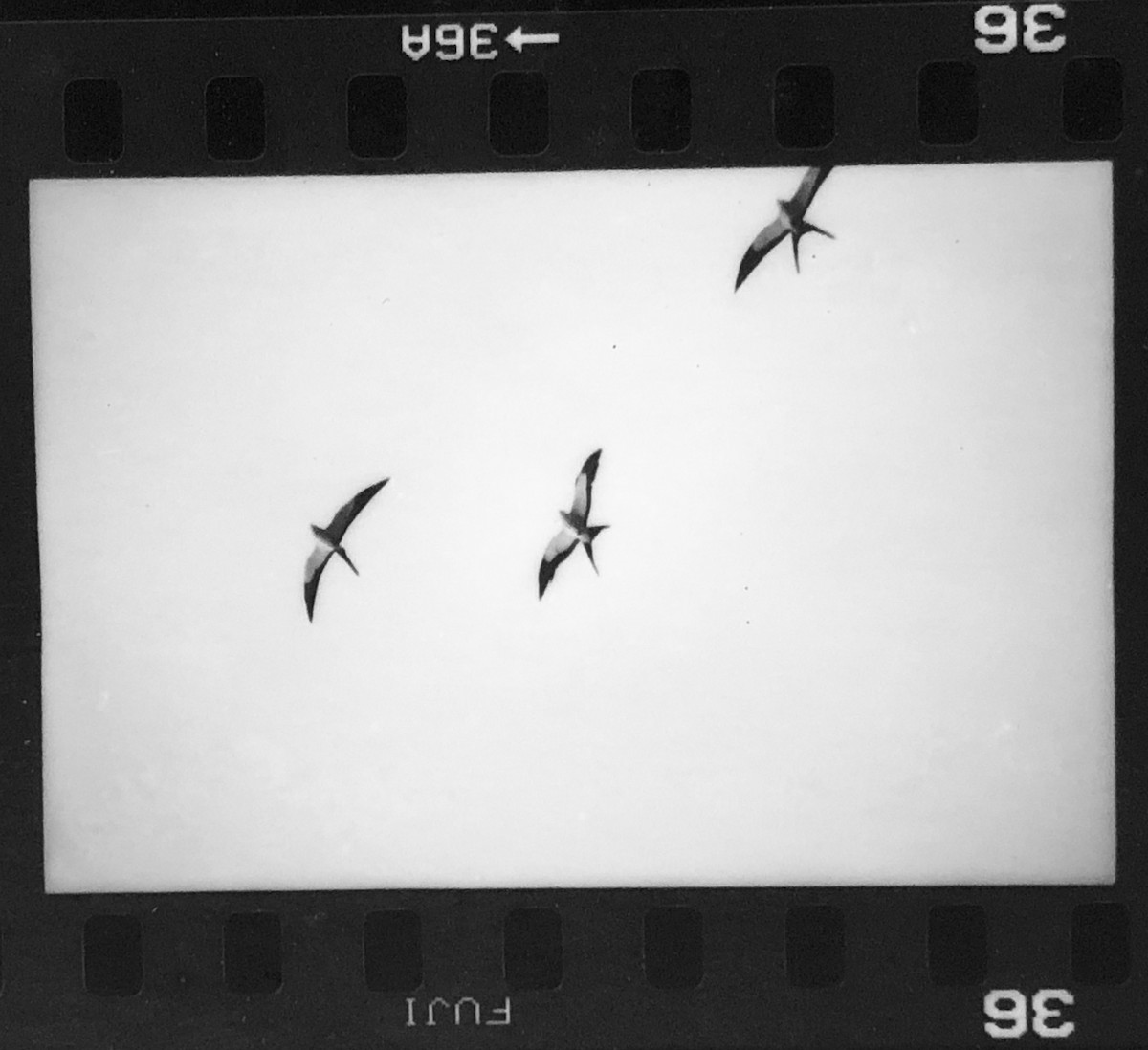 Swallow-tailed Kite - Dominic Garcia-Hall