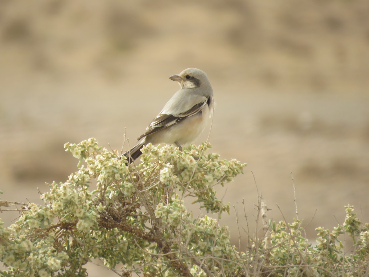 Great Gray Shrike (Steppe) - Houman Doroudi