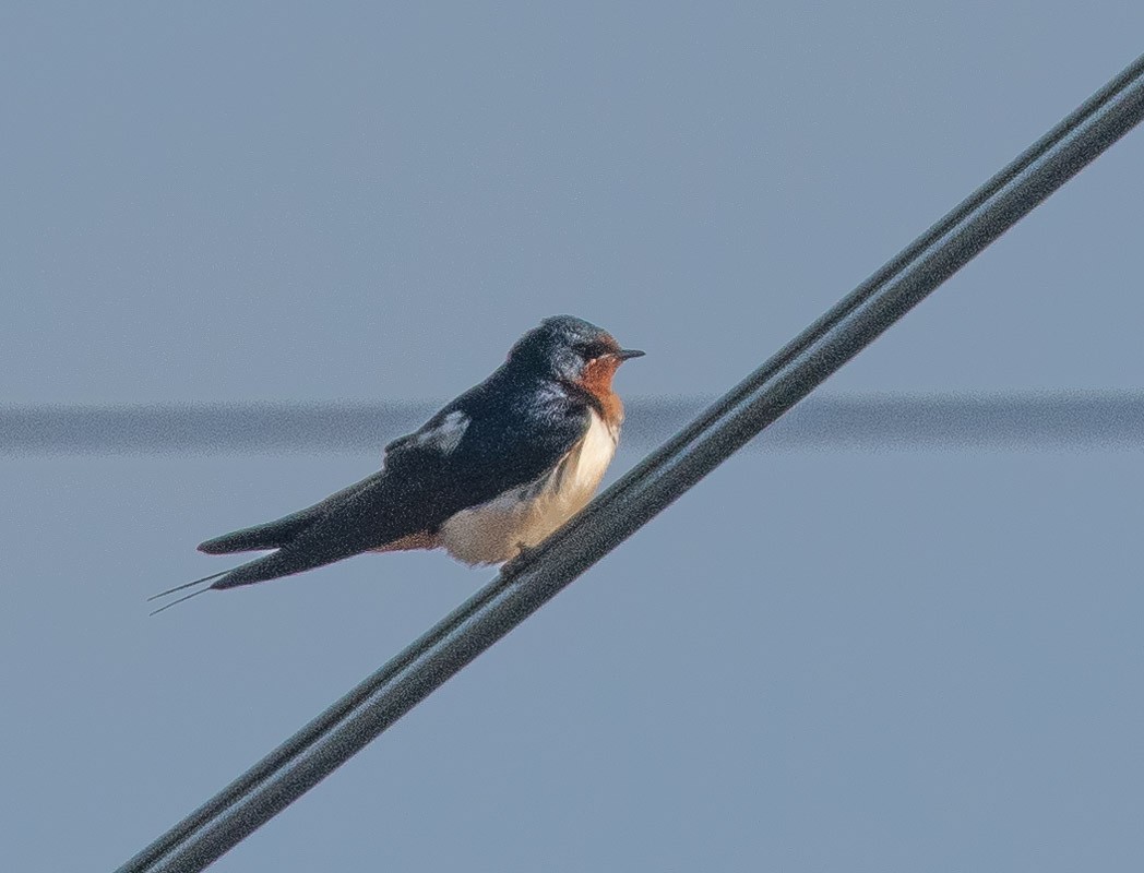 Barn Swallow - ML170155931
