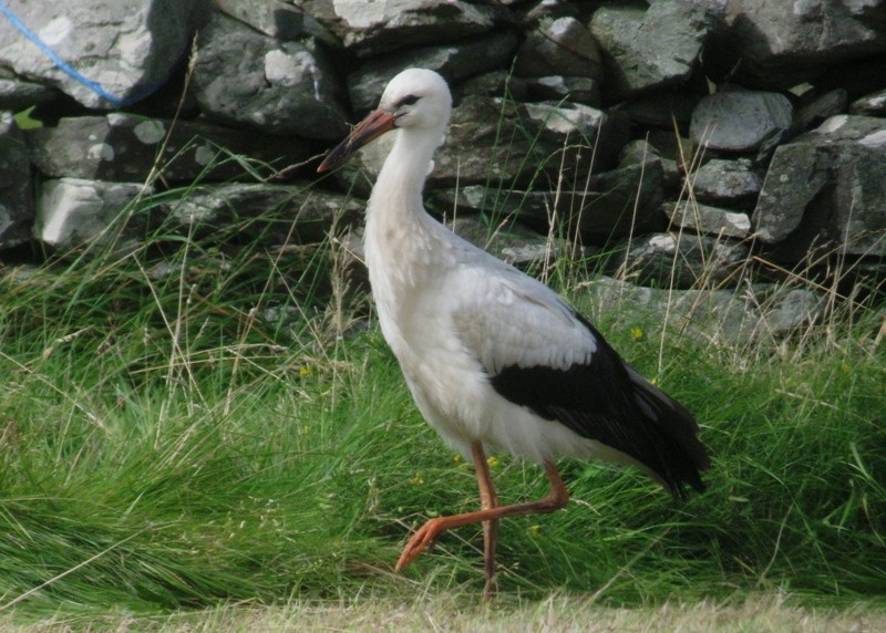 White Stork - ML170156031