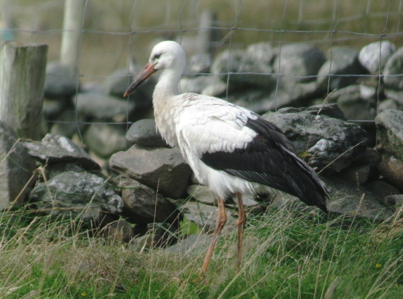 White Stork - Dermot Breen