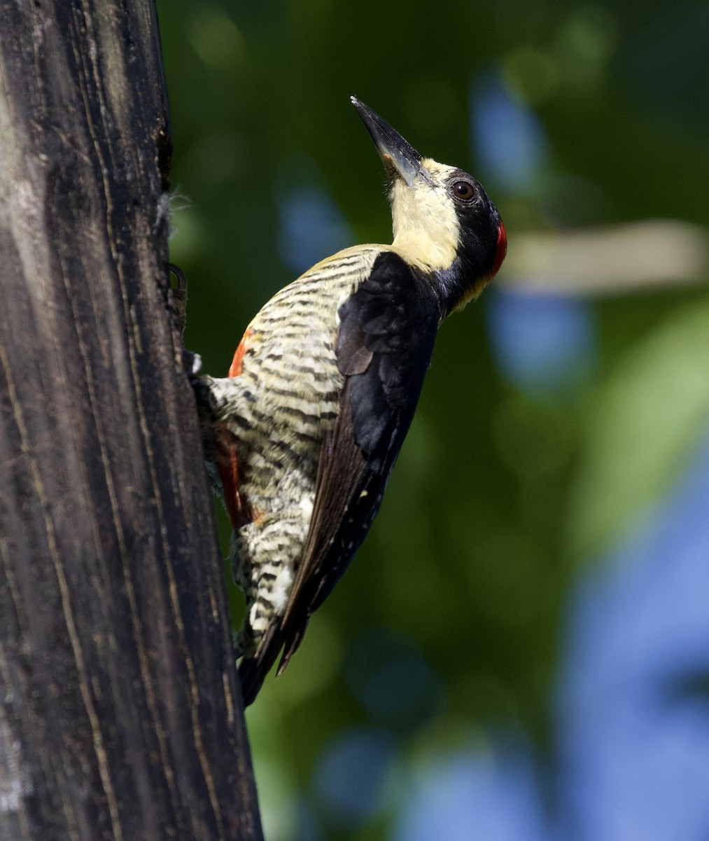 Beautiful Woodpecker - David Ascanio