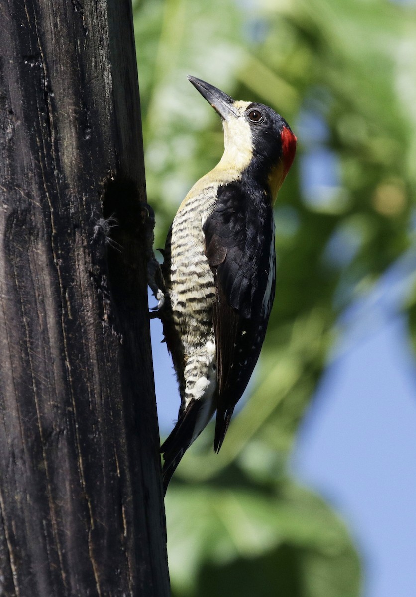 Beautiful Woodpecker - David Ascanio