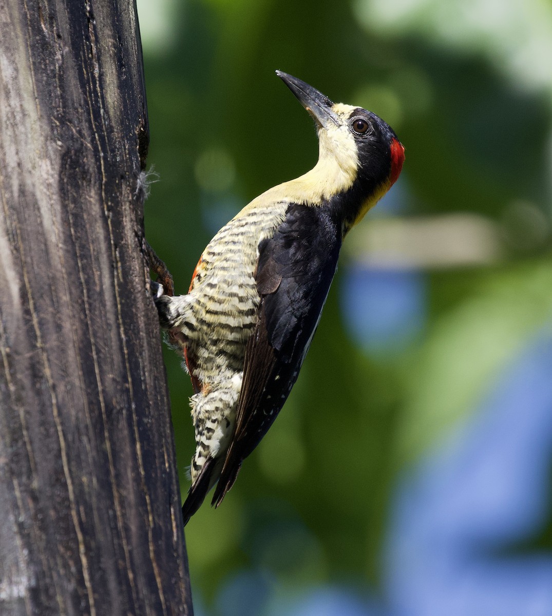 Beautiful Woodpecker - ML170156611