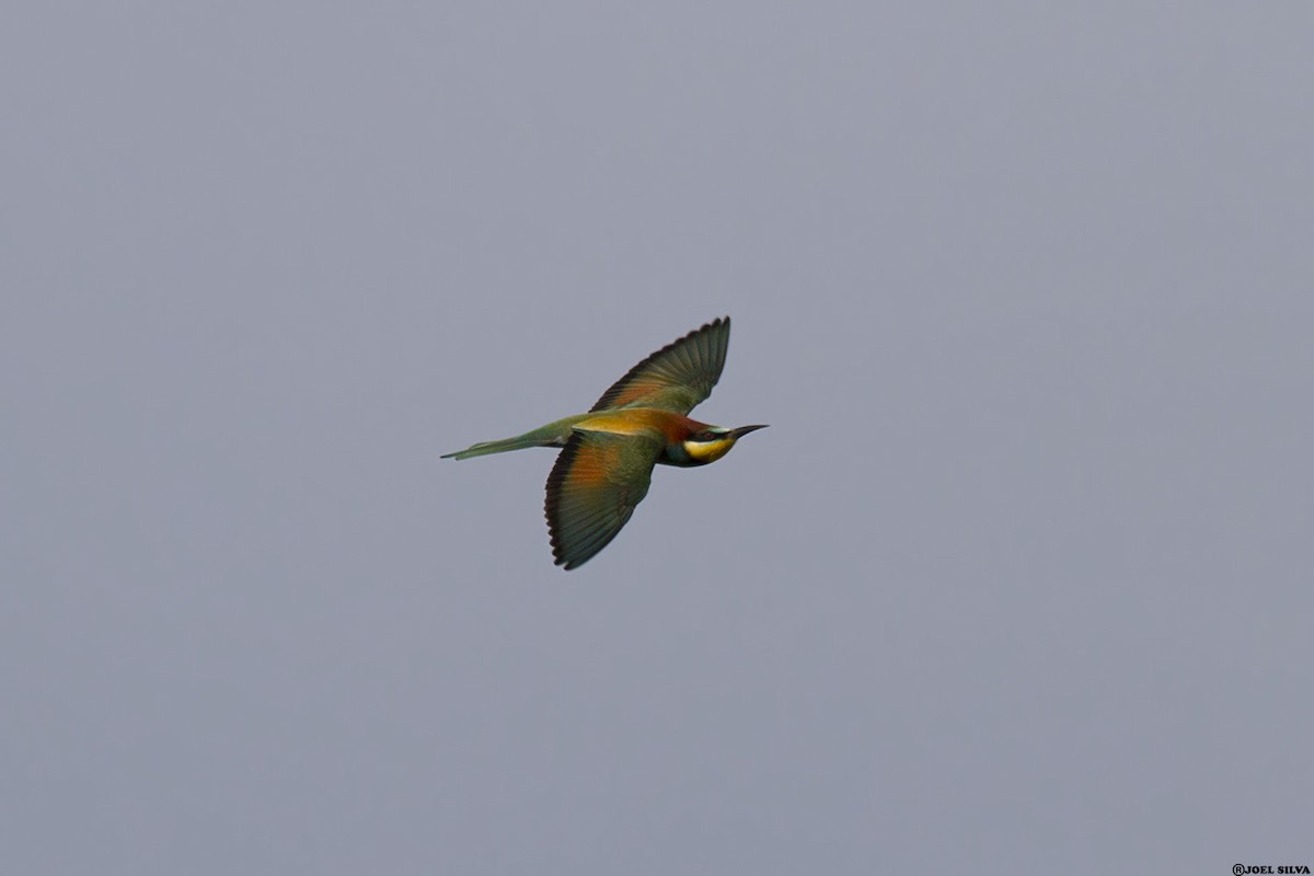 European Bee-eater - ML170157011