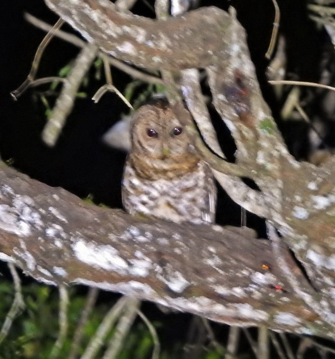 Rusty-barred Owl - Hugo Hulsberg