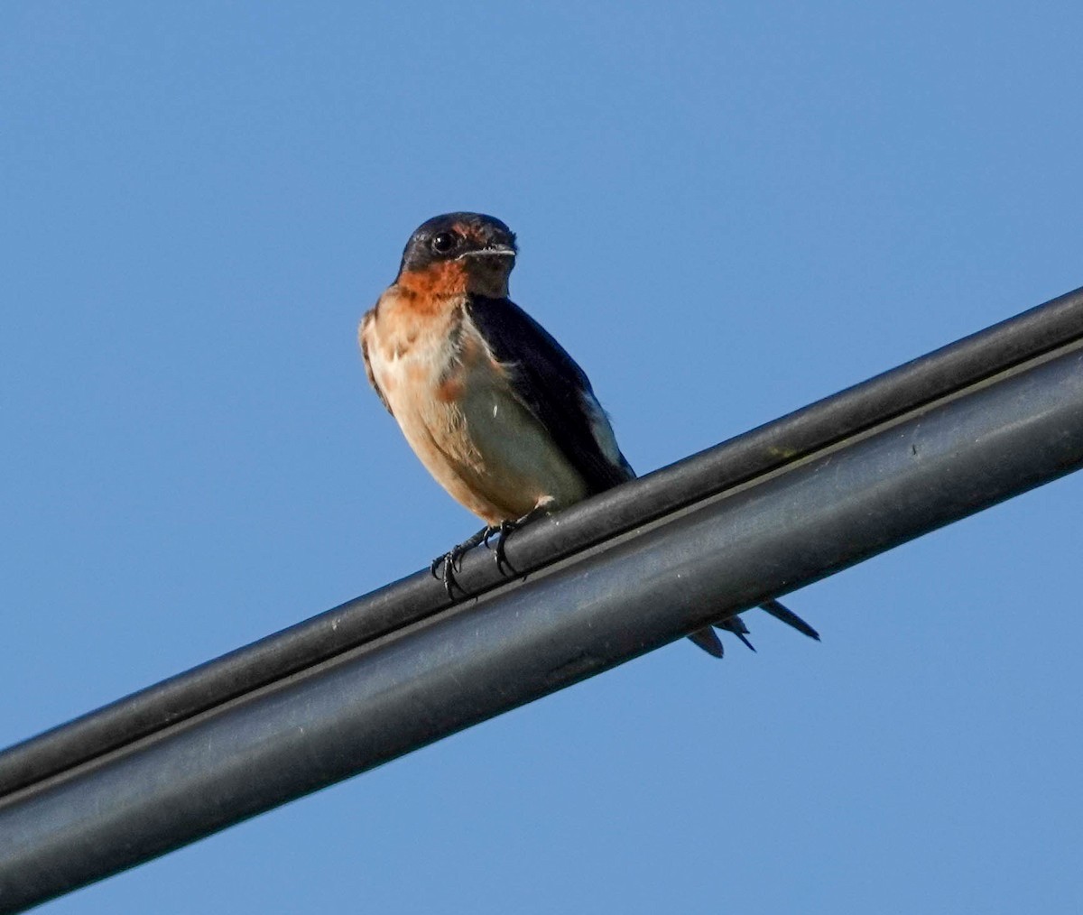 Barn Swallow - ML170166541