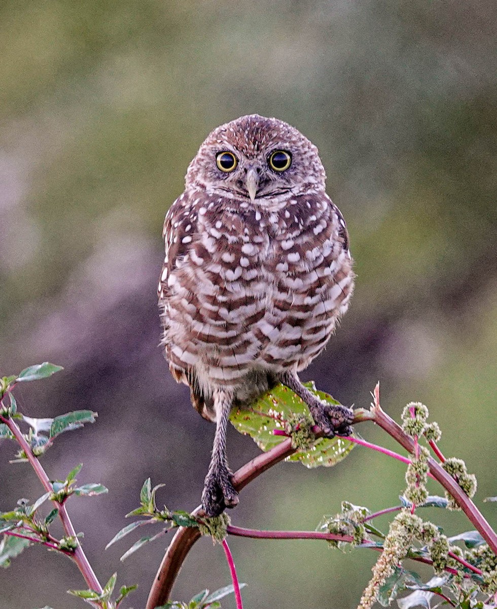 Burrowing Owl (Florida) - ML170166791