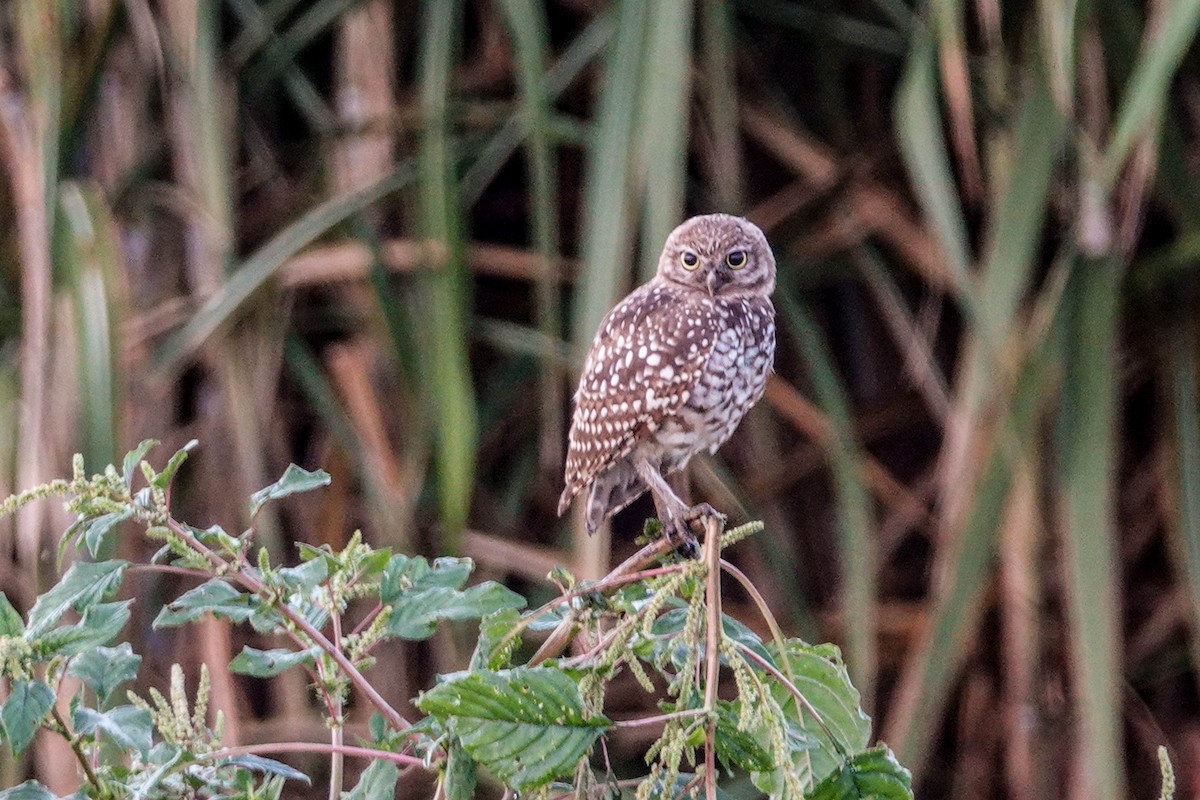 Burrowing Owl (Florida) - ML170166821