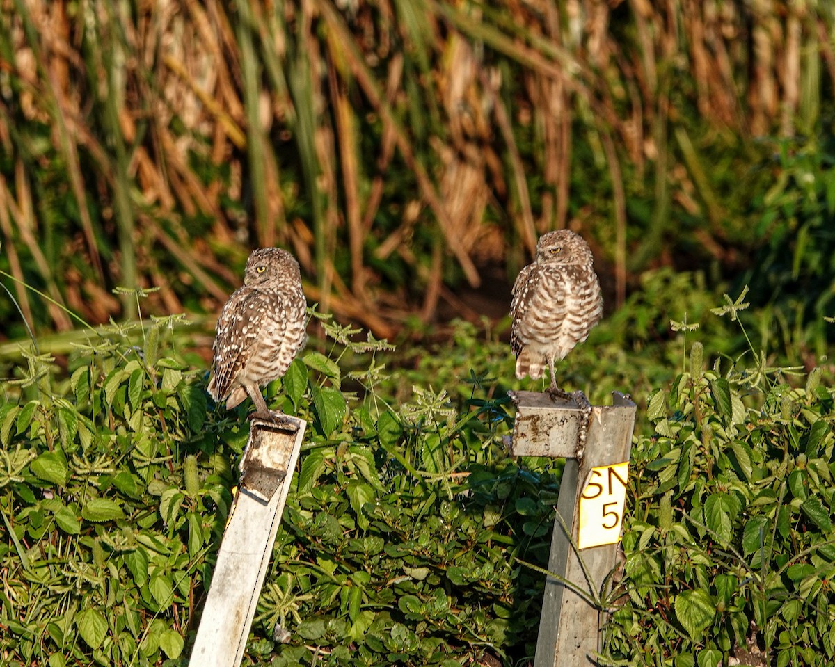 Burrowing Owl (Florida) - ML170167051