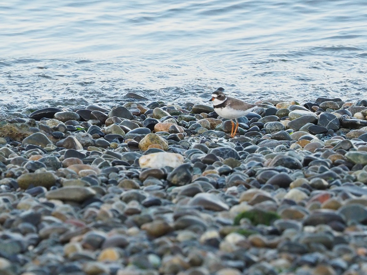 Semipalmated Plover - ML170168691