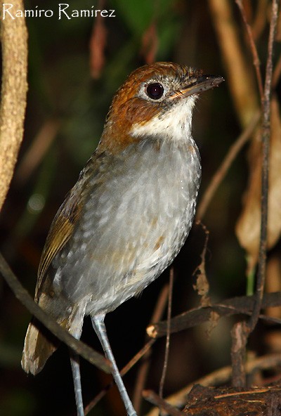 First Formative (Subadult) Plumage - White-throated Antpitta - 