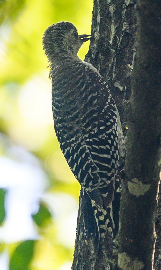Red-bellied Woodpecker - ML170170151