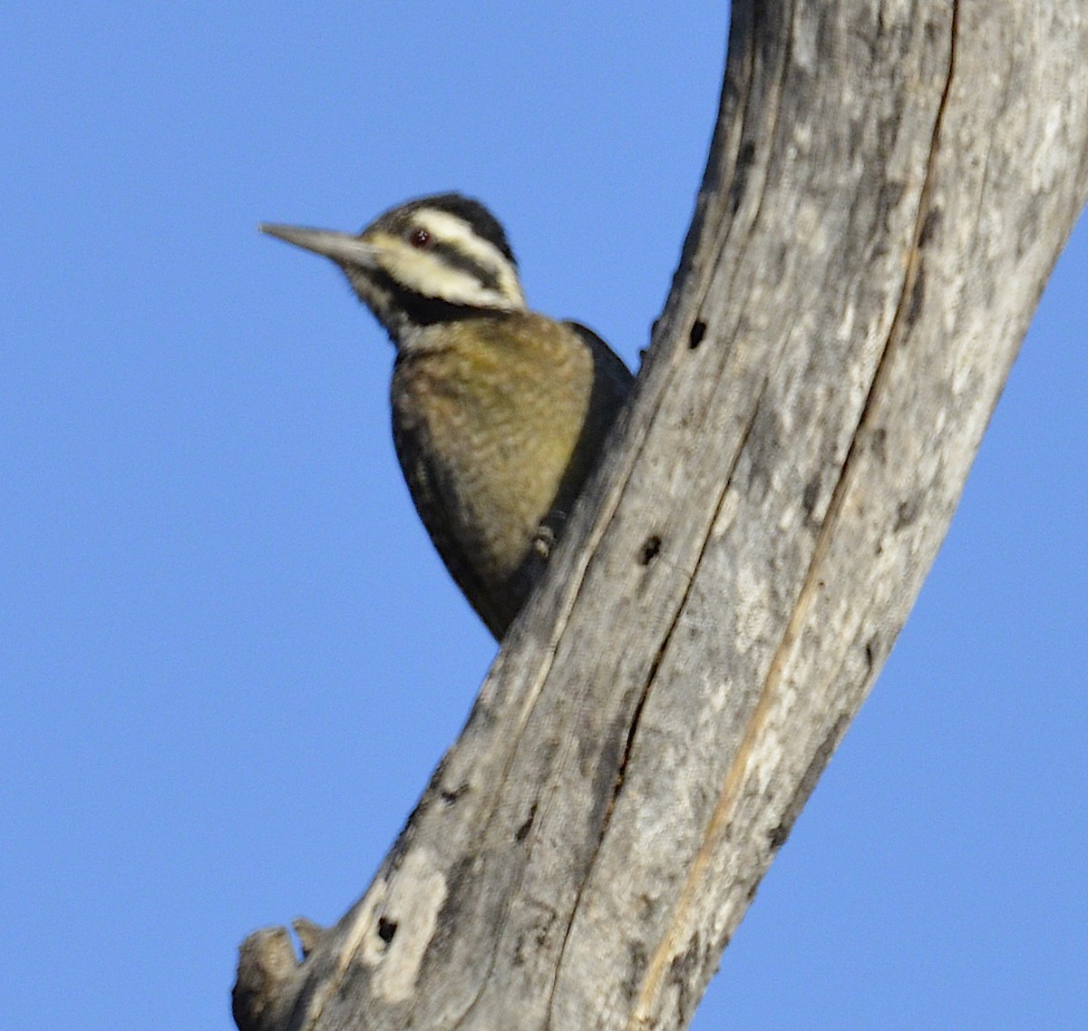 Bearded Woodpecker - Andrew Mack