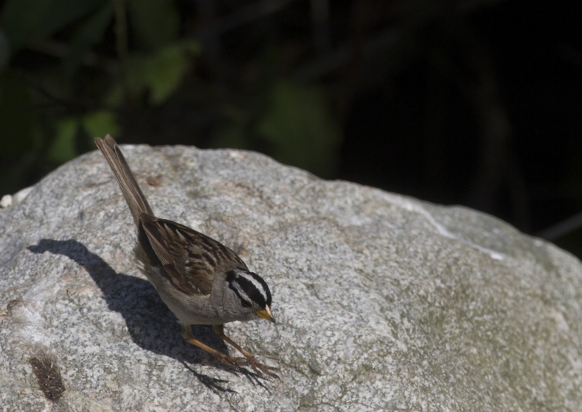 White-crowned Sparrow - ML170170761