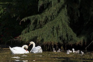 Mute Swan, ML170171261