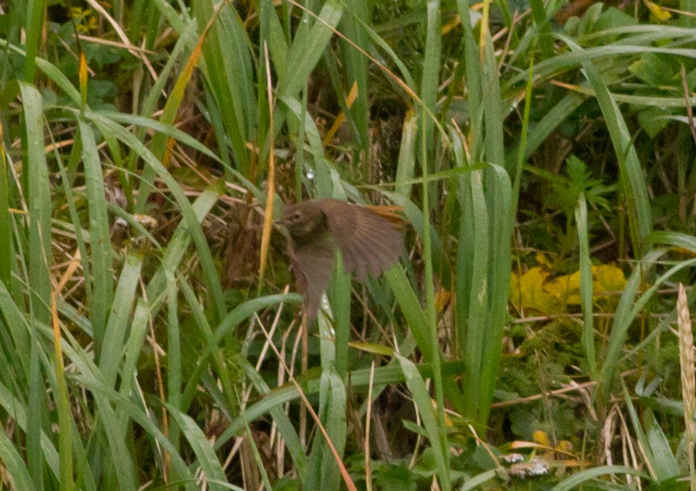 Rufous-tailed Robin - ML170171311