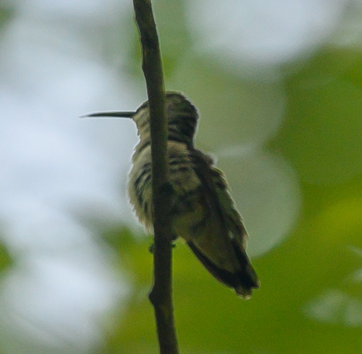 Ruby-throated Hummingbird - Norman Soskel
