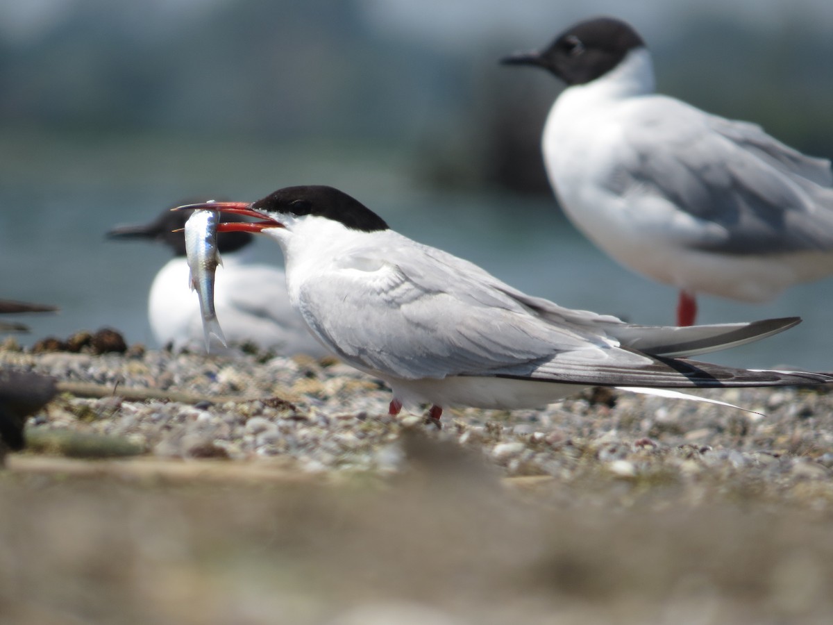 Common Tern - Asher  Warkentin