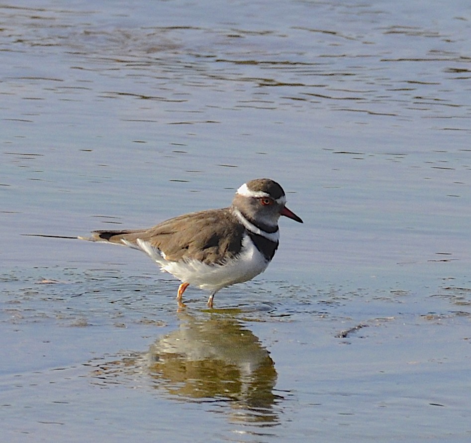 Three-banded Plover - Andrew Mack