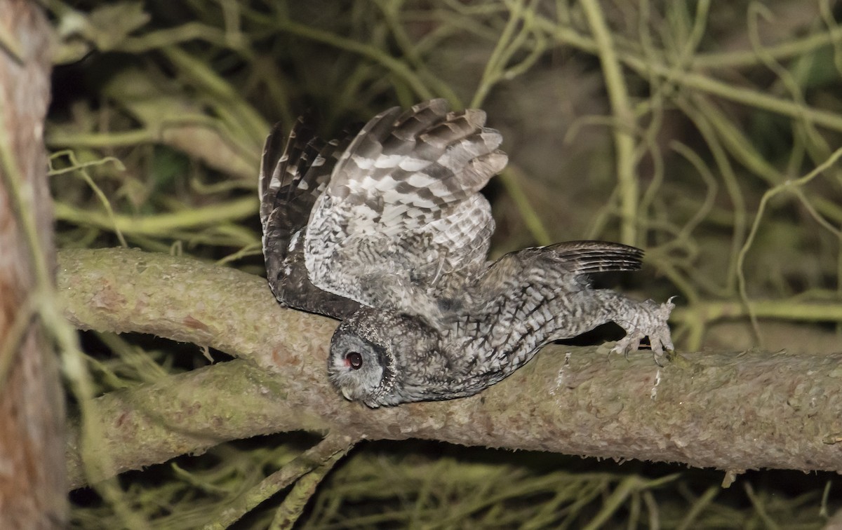 Tawny Owl - Rui Pereira | Portugal Birding