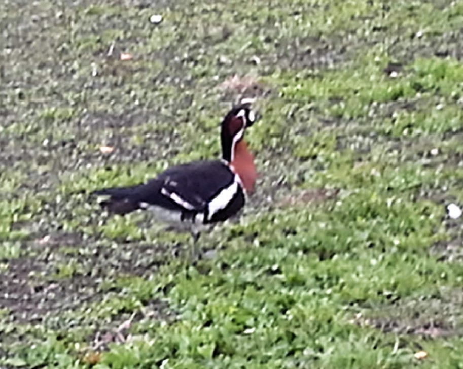Red-breasted Goose - Turkka Kulmala