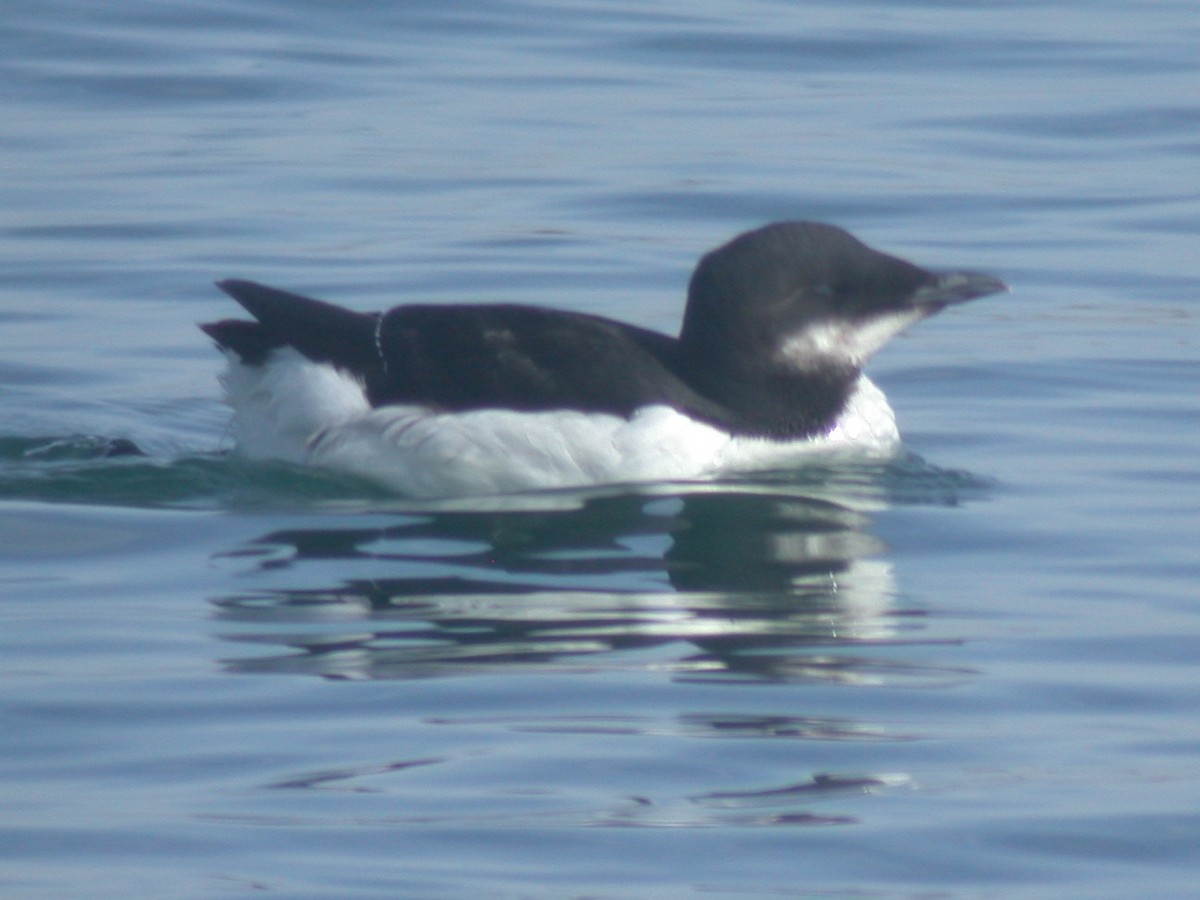 Thick-billed Murre - ML170181561