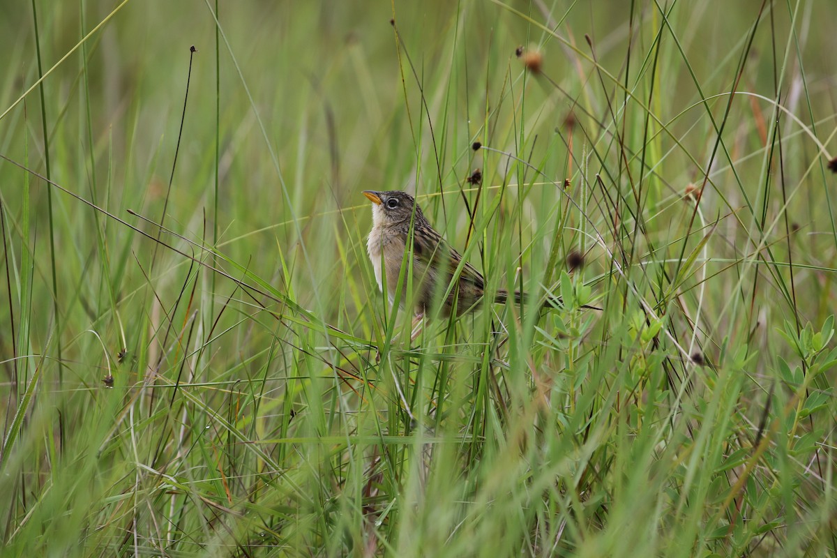 Wedge-tailed Grass-Finch - John van Dort