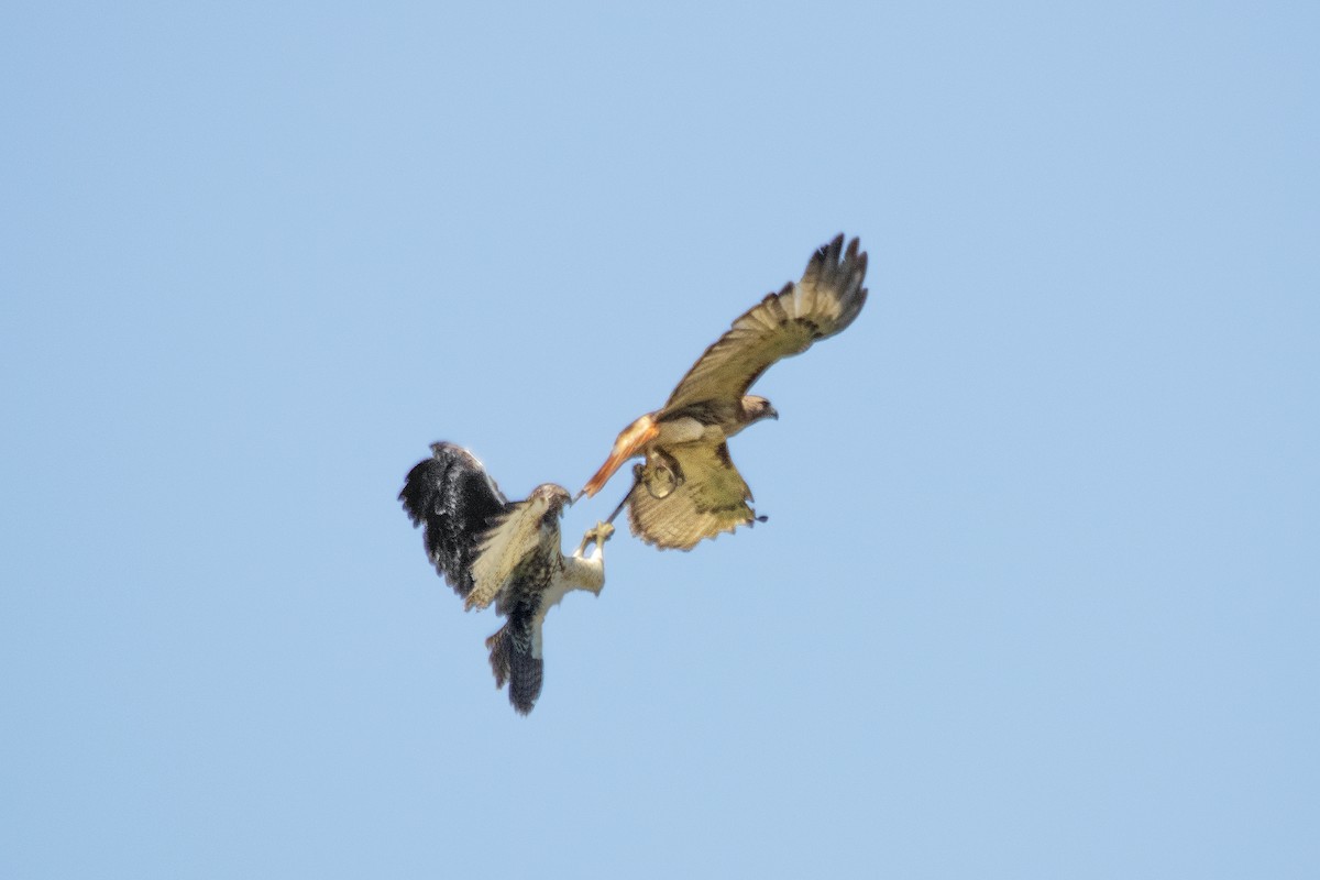 Red-tailed Hawk - ML170182661