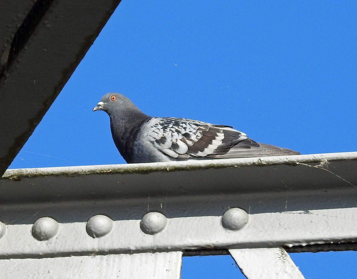 Rock Pigeon (Feral Pigeon) - ML170182681