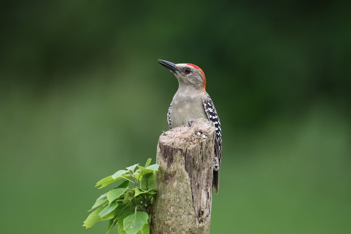 Red-crowned Woodpecker - ML170184121