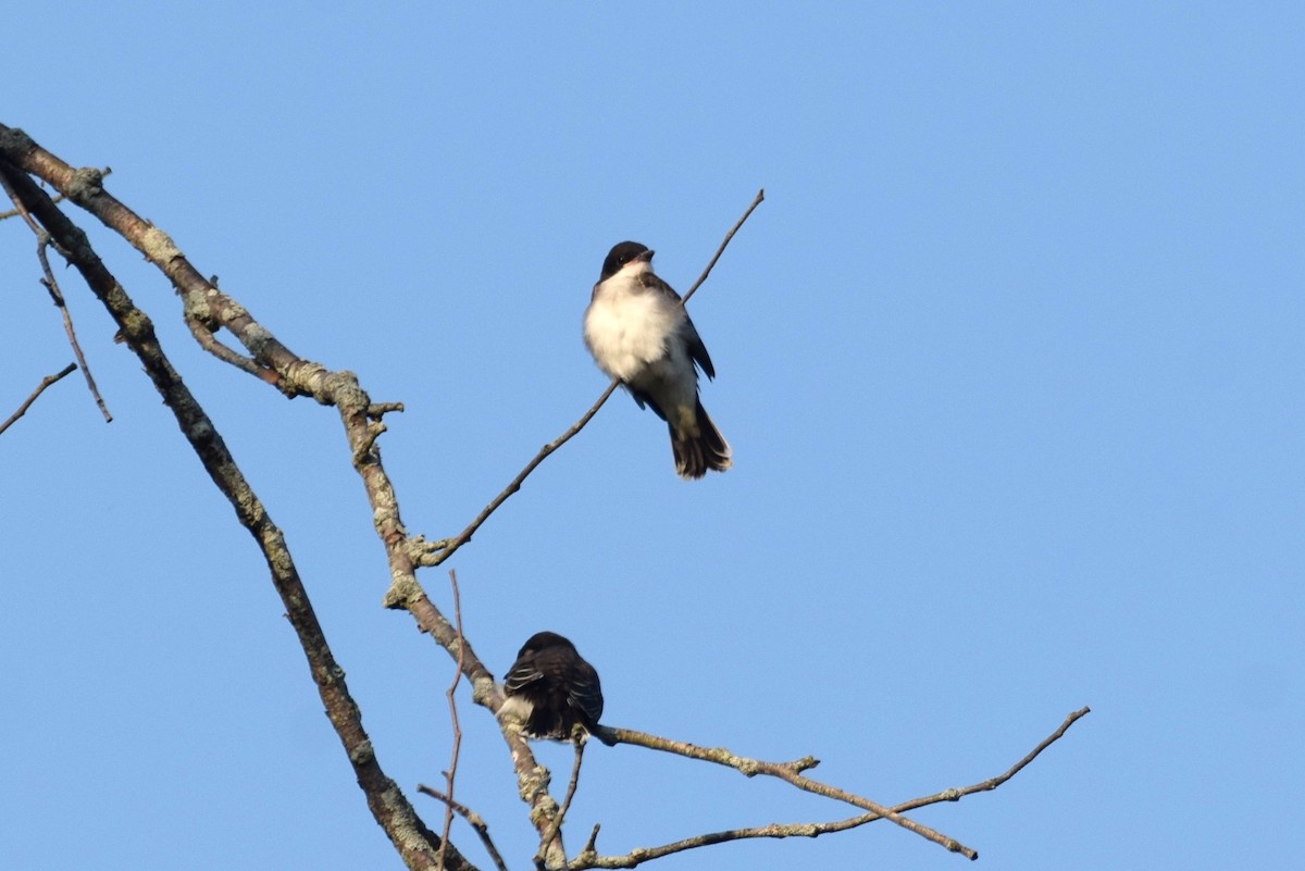 Eastern Kingbird - irina shulgina