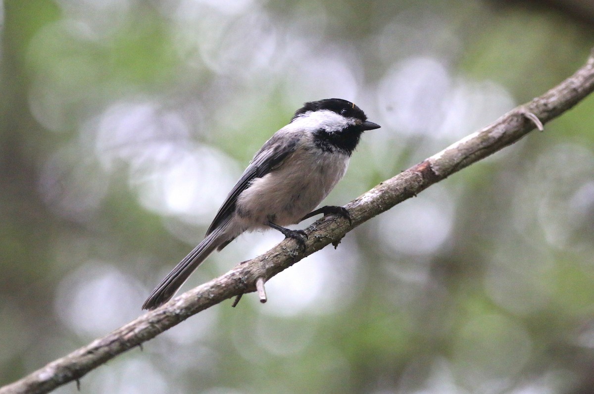Black-capped Chickadee - Anne Jacobs