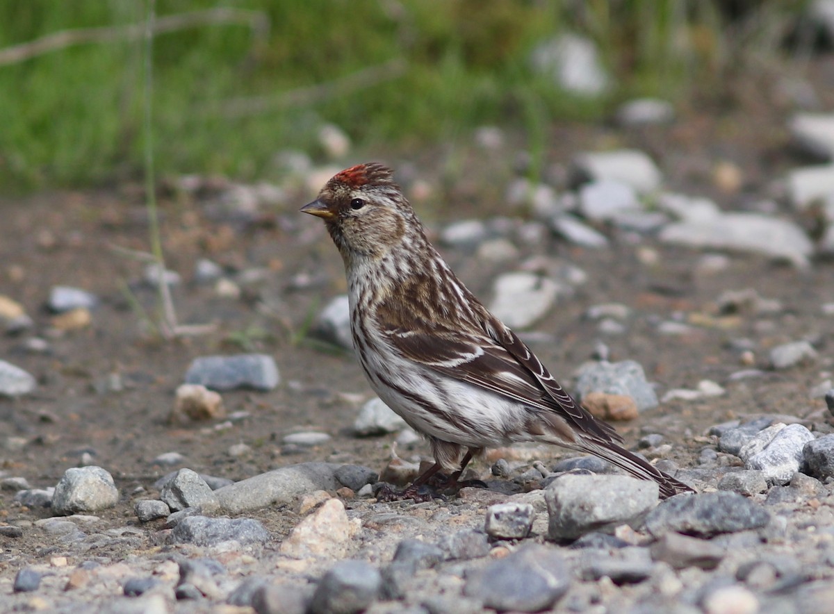 Common Redpoll - Andre Moncrieff