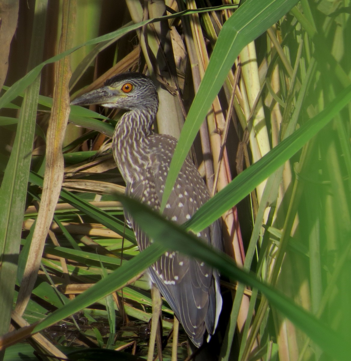 Yellow-crowned Night Heron - Lois Stacey