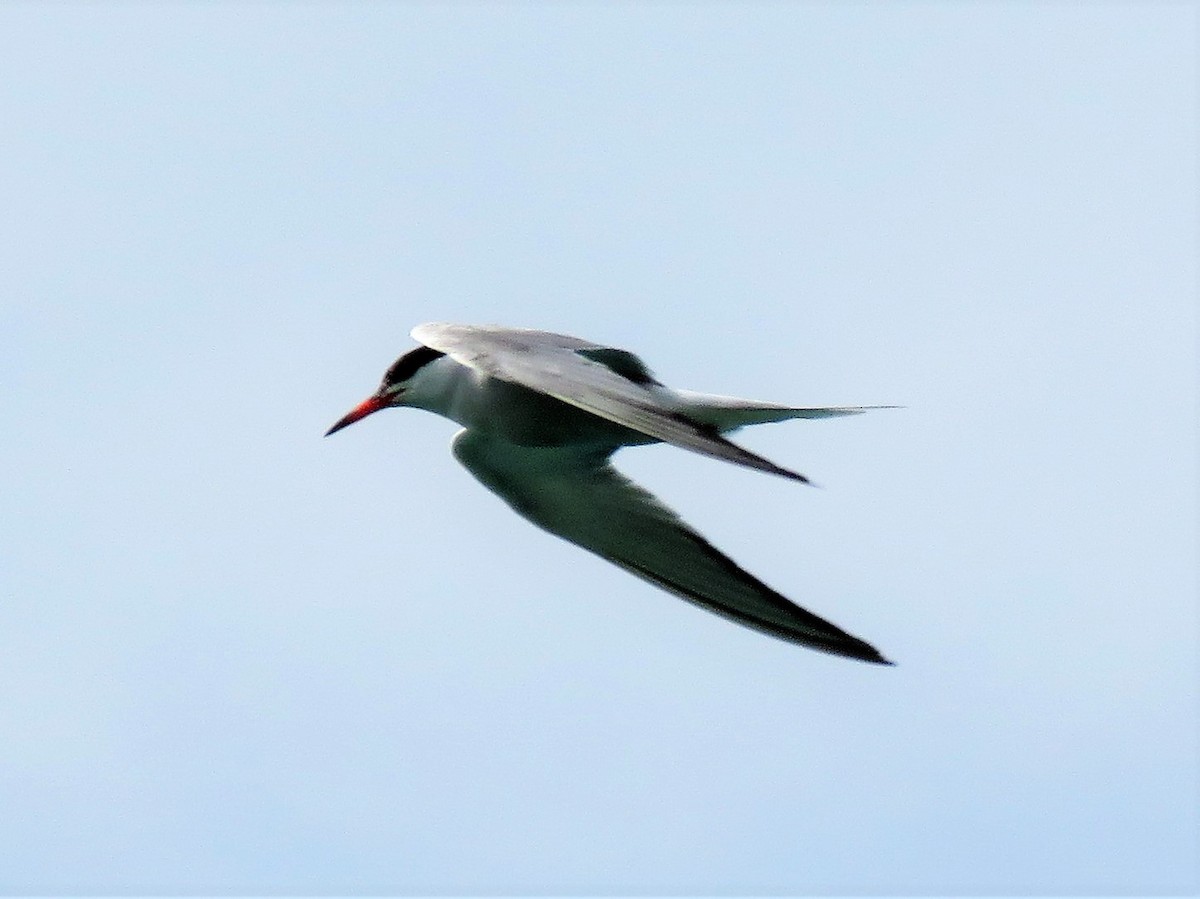 Common Tern - Zlatan Celebic