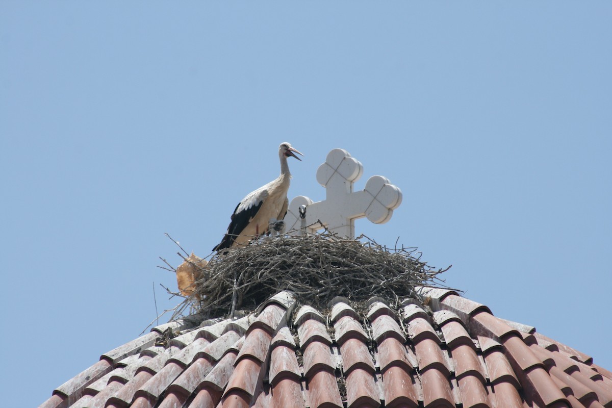 White Stork - Bill Eisele