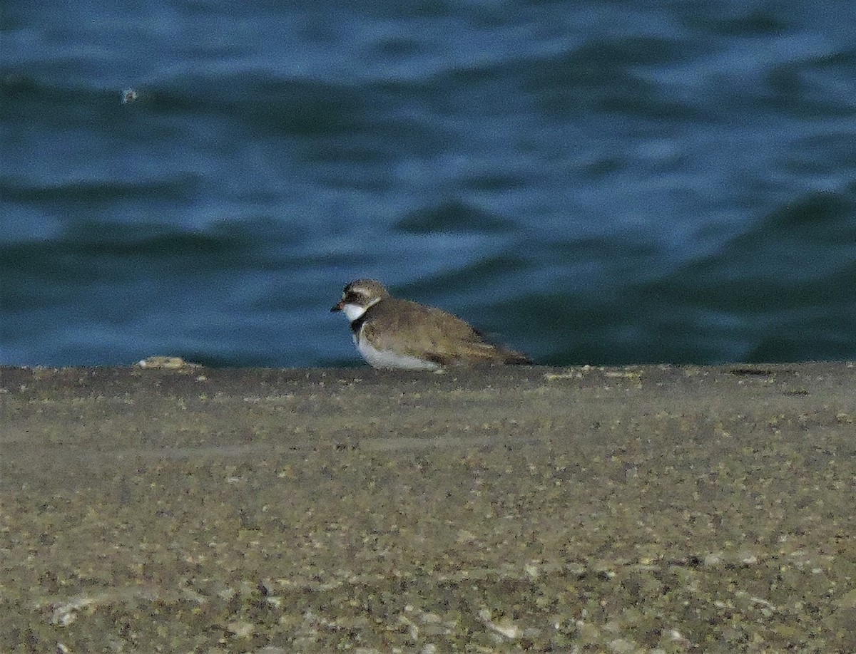 Semipalmated Plover - ML170198351