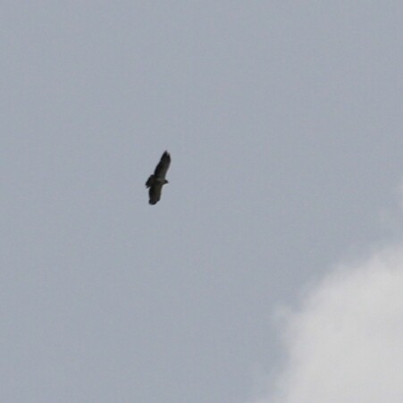 Short-tailed Hawk - Paul 🐈🔭🦜 Rodríguez @elpuma
