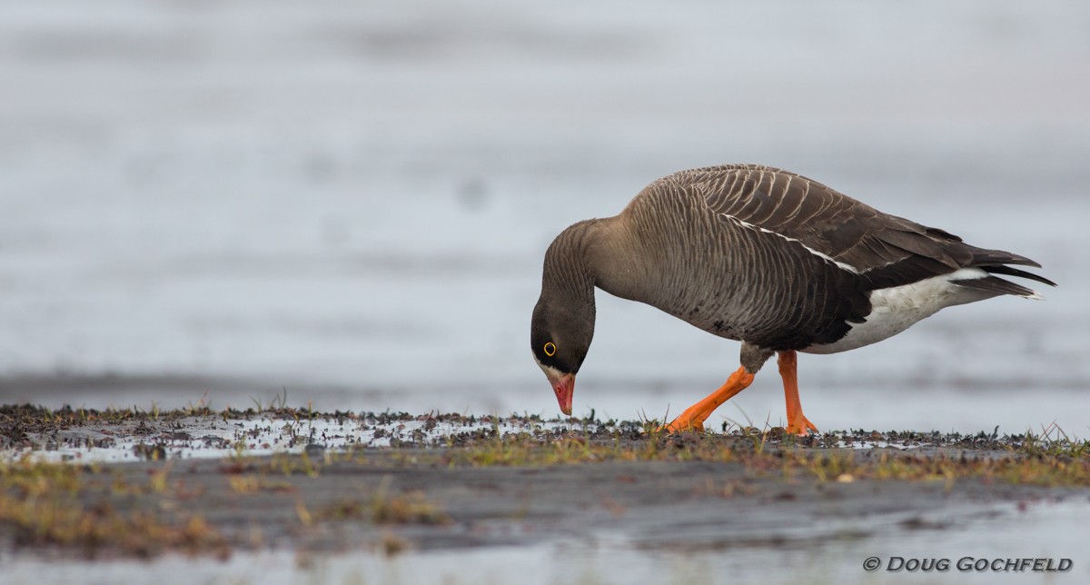 Lesser White-fronted Goose - ML170205291