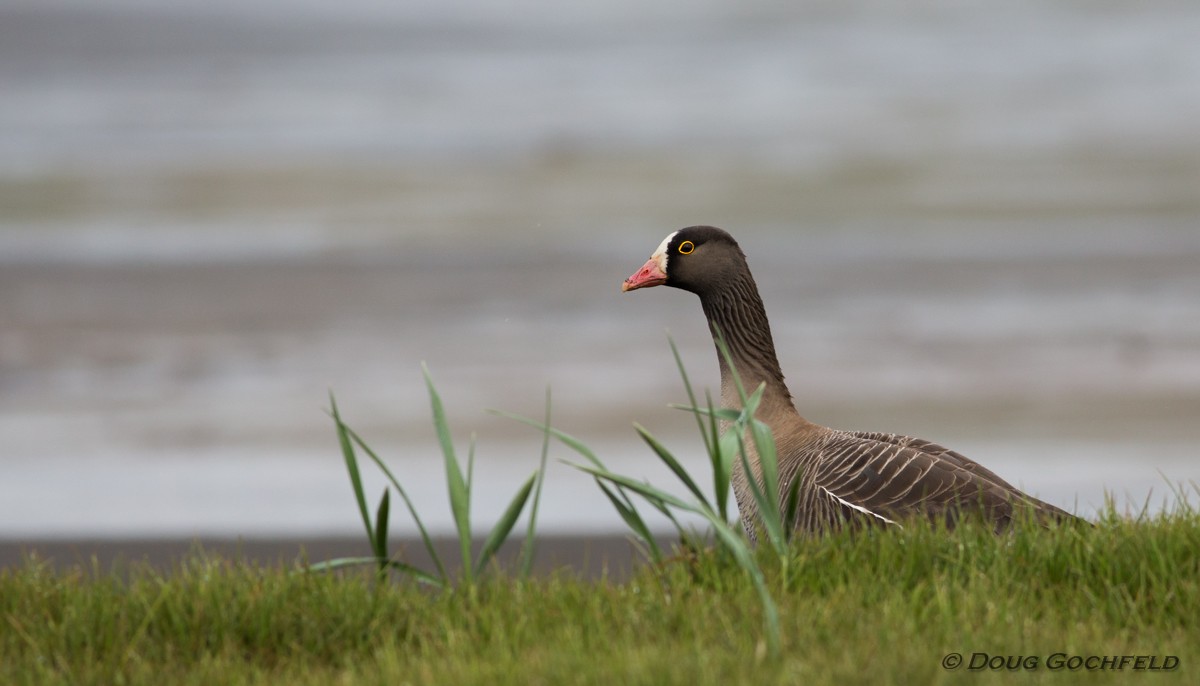 Lesser White-fronted Goose - ML170205411