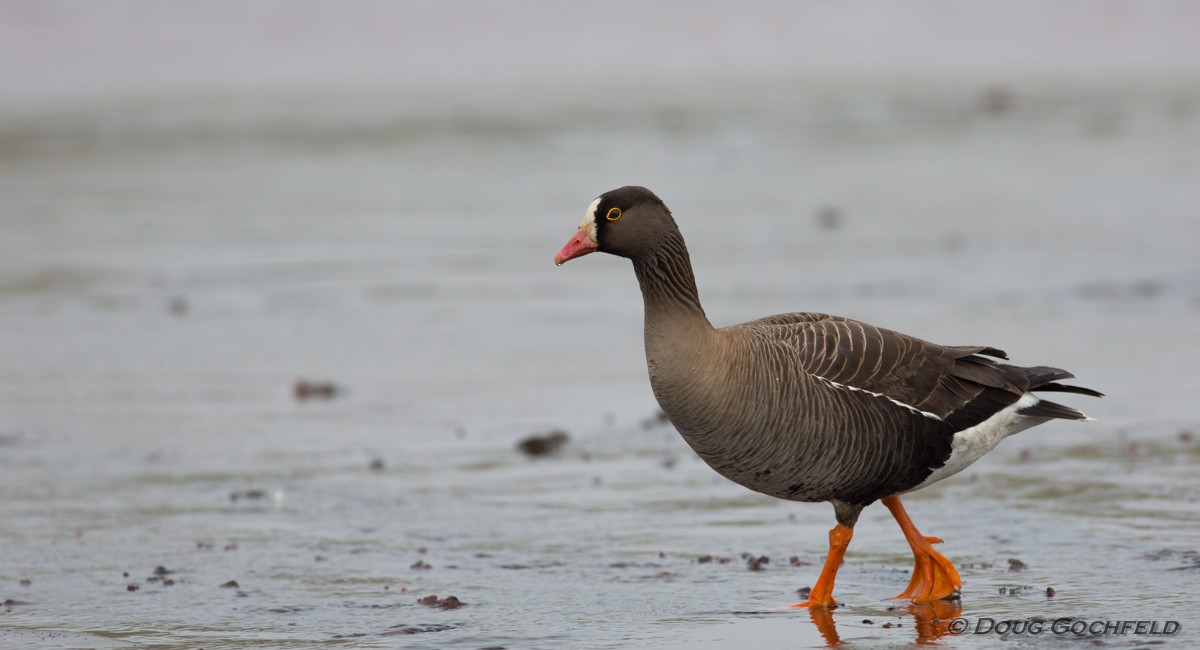 Lesser White-fronted Goose - ML170205441