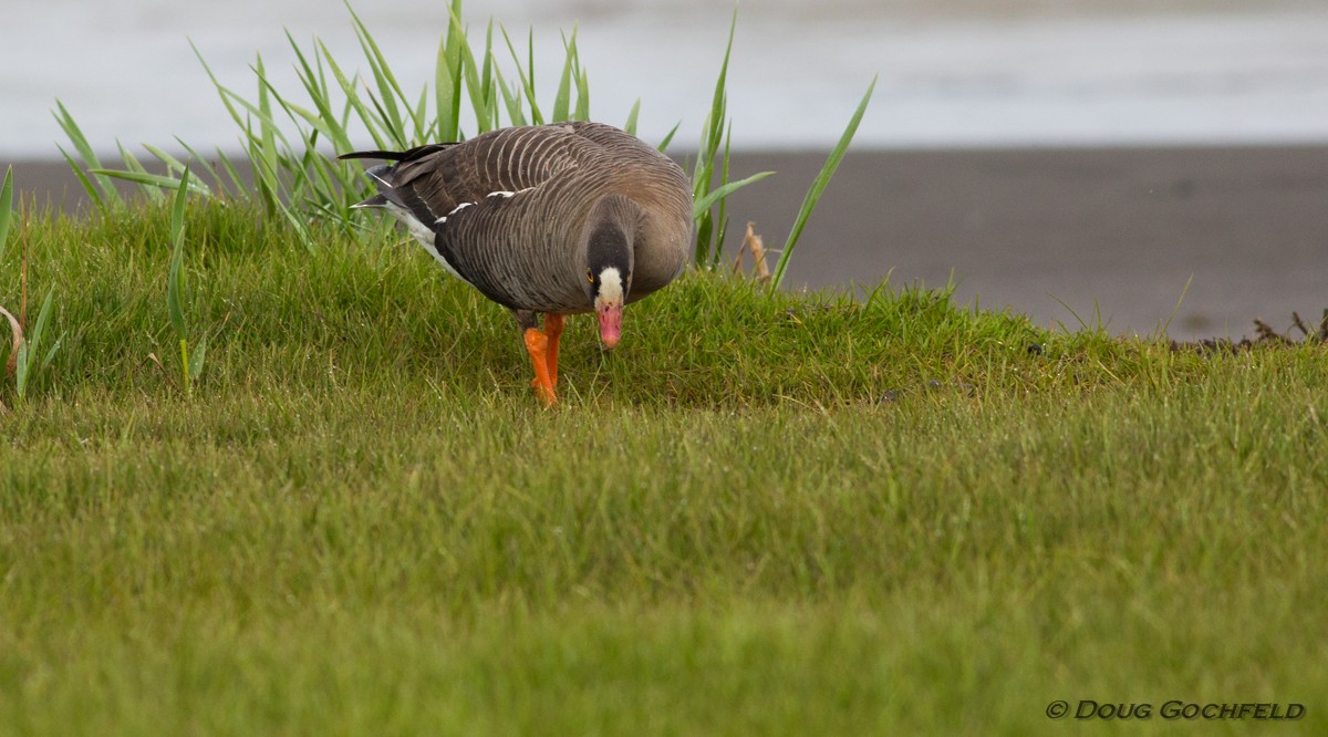 Lesser White-fronted Goose - ML170205761