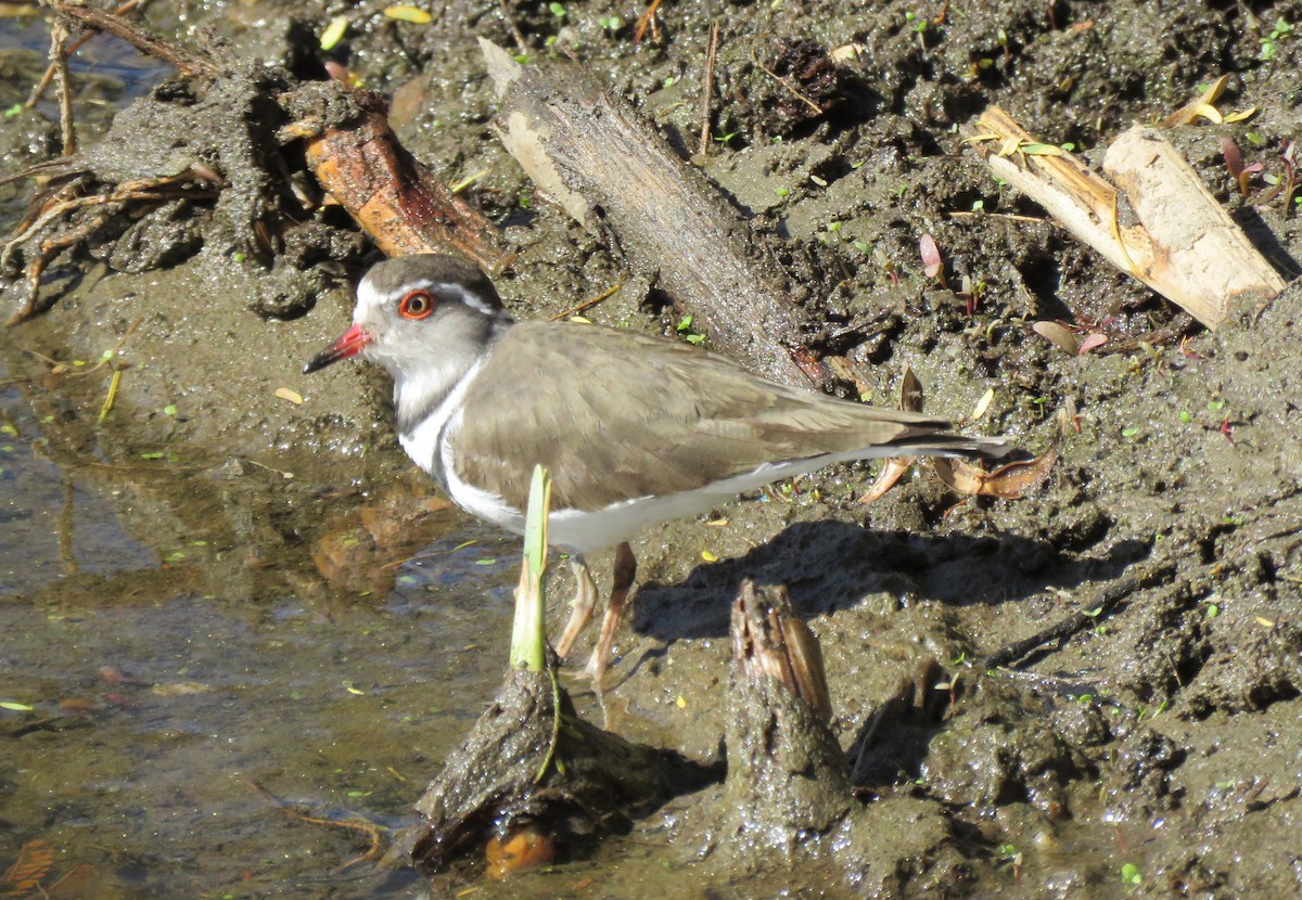 Three-banded Plover - ML170206411