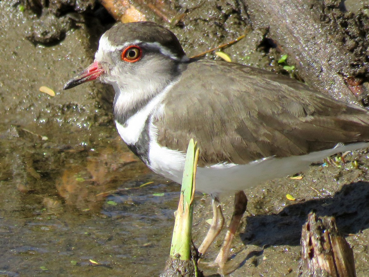 Three-banded Plover - ML170206481