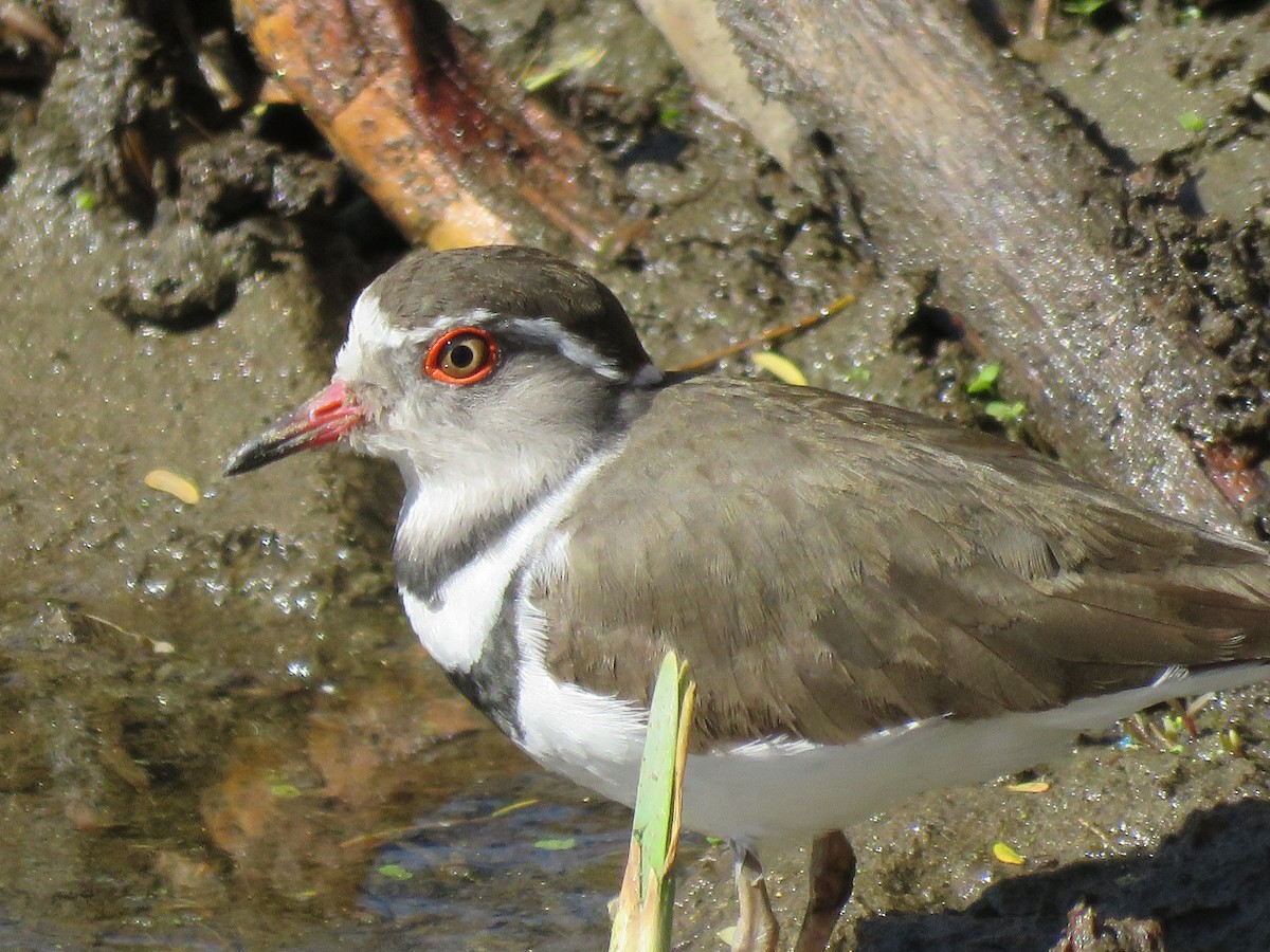 Three-banded Plover - ML170206531