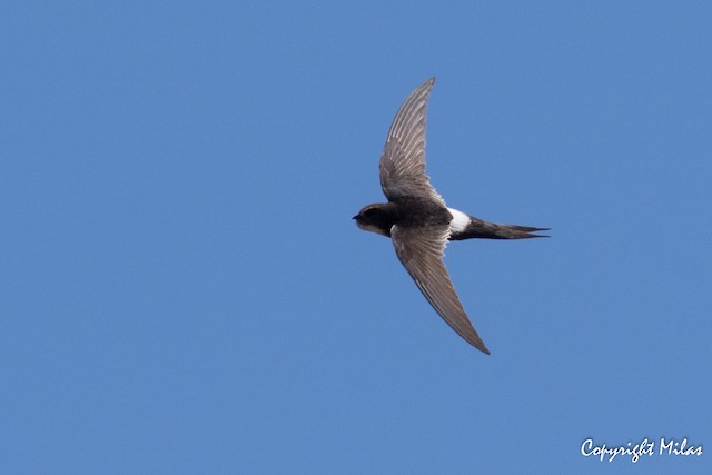 © Milas Santos - White-rumped Swift