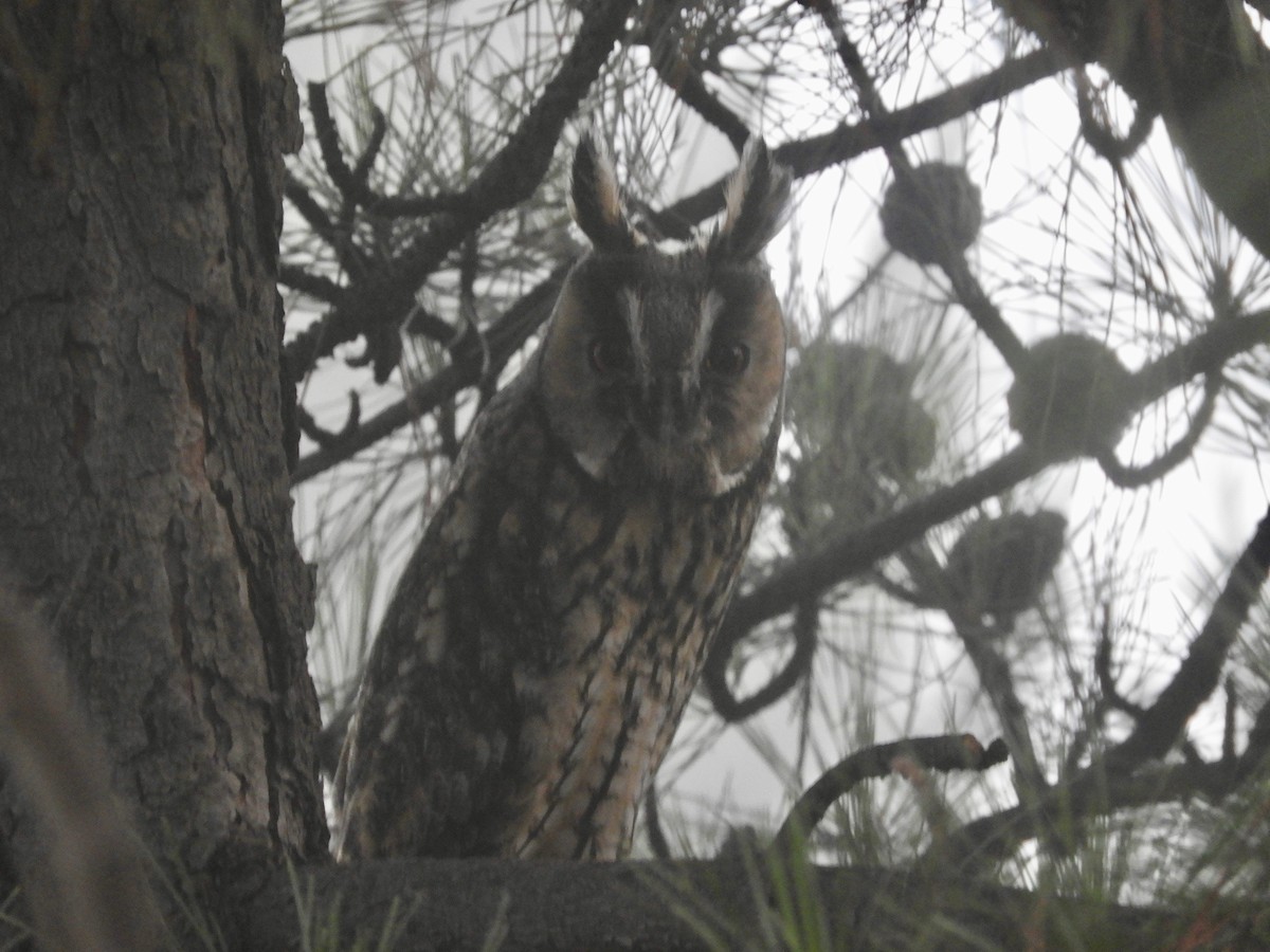 Long-eared Owl (Eurasian) - Kendell Loyd