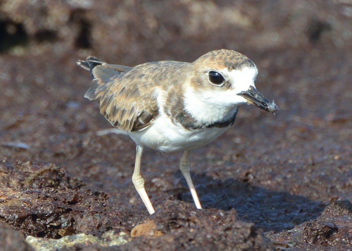 Collared Plover - ML170210811